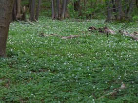 Anemone nemorosa